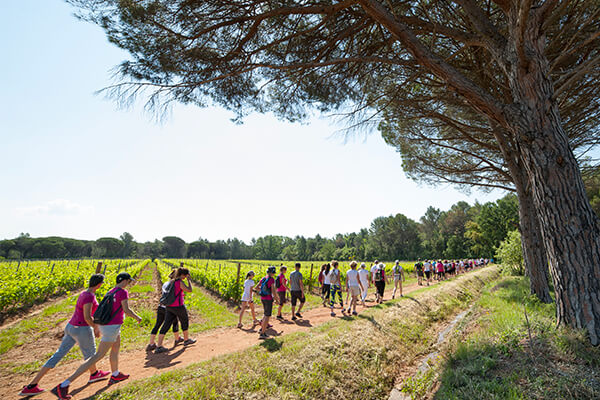 balade dans les vignes